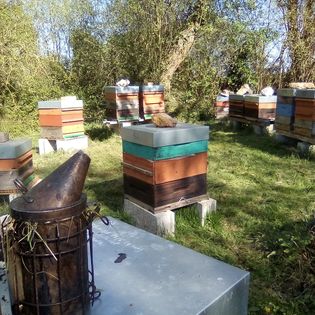 Aux grées des fleurs : quand les abeilles inspirent les saveurs sucrées, la Douce Aventure de Sébastien Bricard en Pays de Redon.